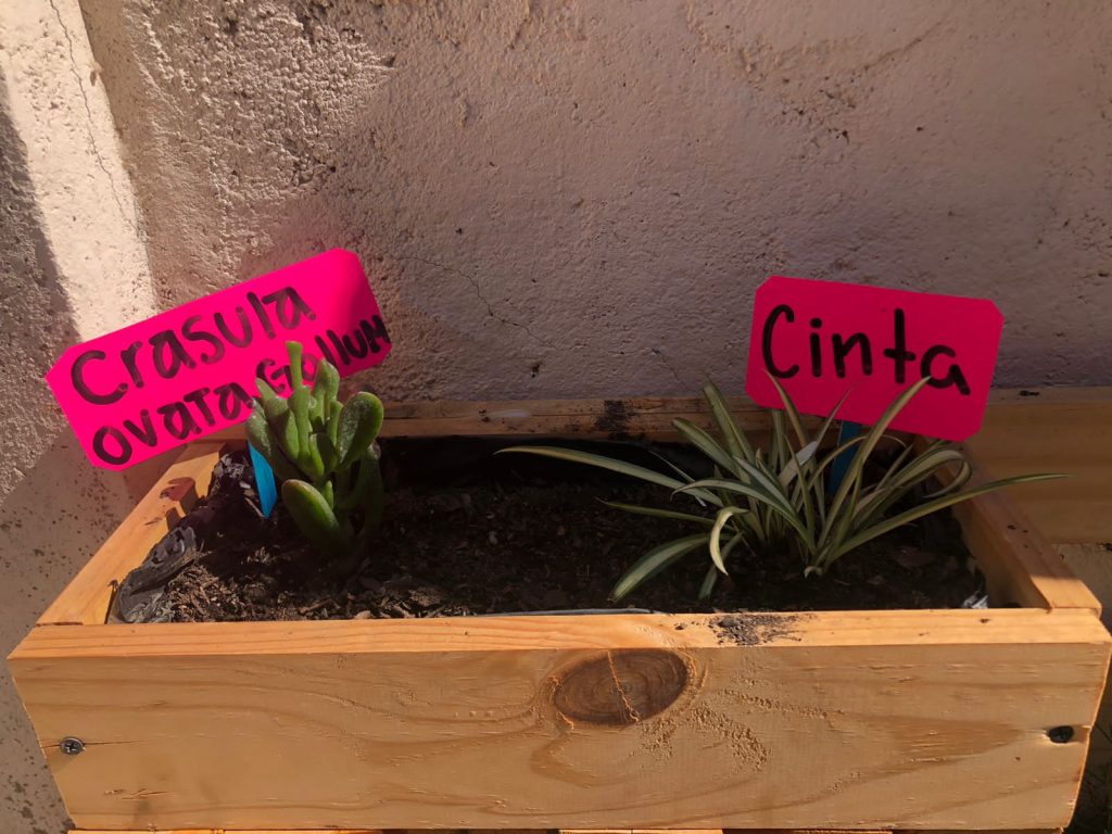 planta cinta y crasula ovata